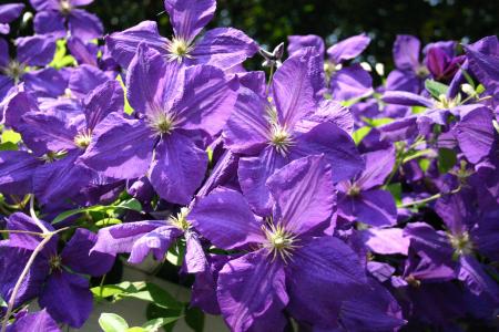 铁线莲, 花, 紫色, 阳光明媚, 春天, 自然, 花园