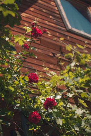 小屋, 玫瑰, 花, 植物, 夏季, 自然, 上升