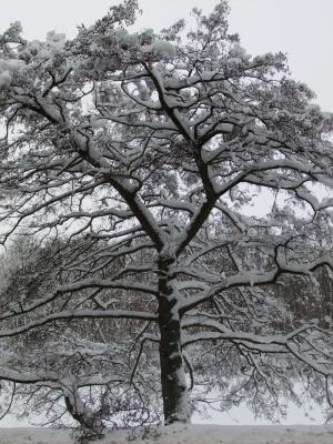 雪, 冬天, 树, 弗罗斯特, 白色
