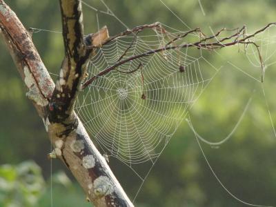 蜘蛛, web, 摄影, 白天, 时间, 蜘蛛网, 树