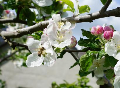 蜜蜂, 苹果树上的花, 开花, 绽放, 授粉, 白色, 苹果树开花