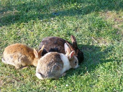 动物, 可爱, 兔子
