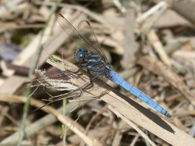 蜻蜓, 蓝蜻蜓, 池塘, orthetrum cancellatum, 叶, 有翅膀的昆虫