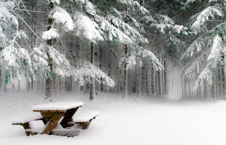 冬天, 雪, 感冒, 自然, 字段, 树, 冷杉