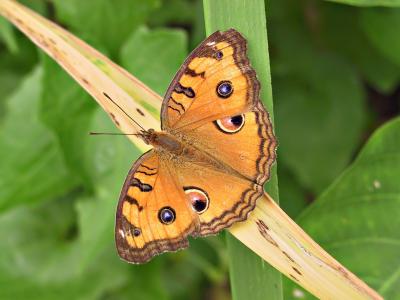 蝴蝶, 橙色, 眼睛, 自然, 昆虫, 多彩, 翼