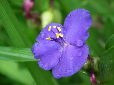 雨滴, 紫色的小花, 植物, 花, 水一滴, 关闭, 紫色