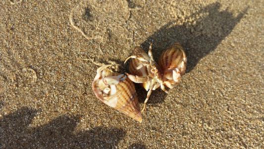 寄居蟹, 沙子, 海滩, 自然, 壳, 隐士, 螃蟹