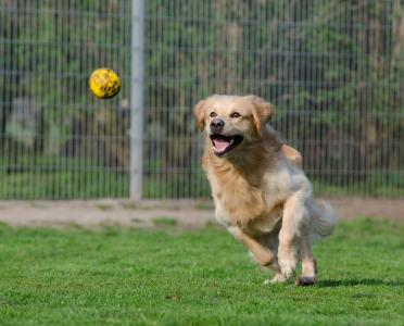 动物收容所, 养狗退休金, 狗, 狗跑在球以后, 球狩猎, 运动记录, 草甸