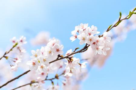 日本, 景观, 春天, 植物, 樱桃, 花, 自然