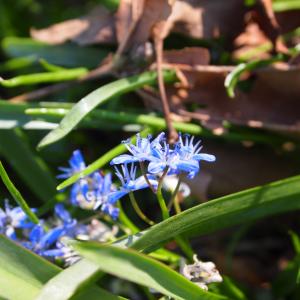 蓝色, 花, 自然, 花园, 花瓣, 春天