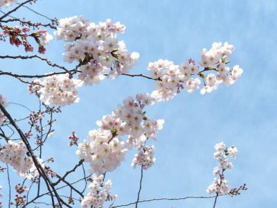 樱花, 愉快的绽放, 天空, 春天, 树, 粉色, 自然