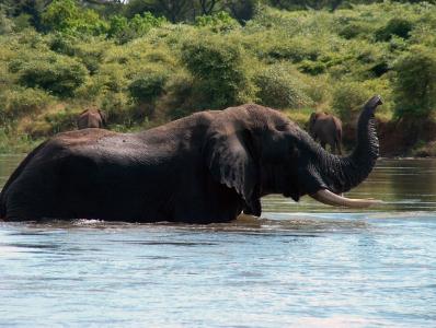 大象, 赞比亚, 赞比西河, 非洲, 野生动物, 野生, 南