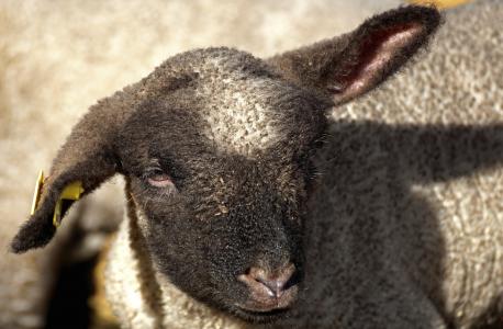 羔羊, 小羊, 羊, 动物, 可爱, 羊毛, schäfchen