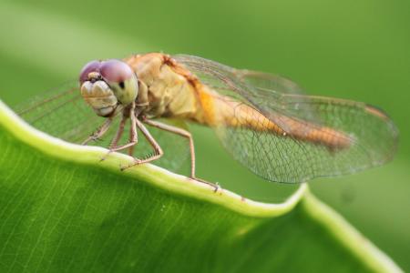 蜻蜓, 昆虫, 绿色, 自然, 翼, 昆虫, 自然