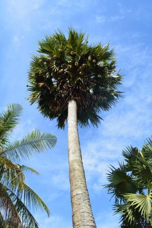 棕榈树, 树, 热带, 夏季, 棕榈, 椰子, 植物