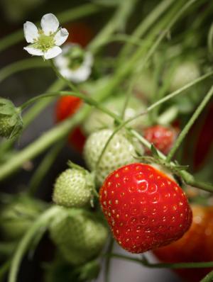 草莓, 农业, 浆果, 水果, 有机, 自然, 植物