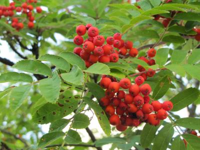 树, 罗文, 红色浆果, 秋天