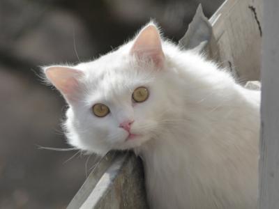 动物, 毛茸茸的猫, 白色的猫