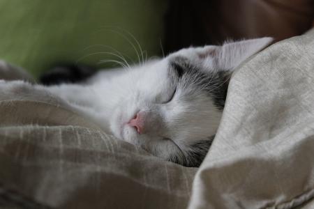 猫, 睡眠, 快乐, 有福, 和平