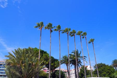 棕榈树, 阳光, 戛纳电影节