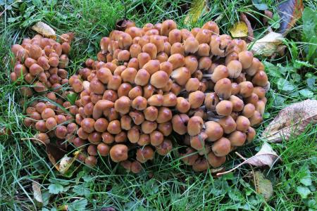 蘑菇, 蘑菇形成, 蘑菇, 蘑菇编织, 有毒, 秋天, 自然