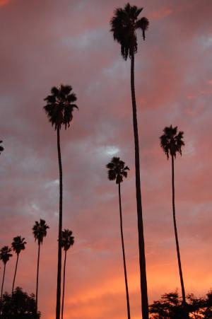 棕榈树, 棕榈树, 日落, 树, 橙色, 云彩, 粉色