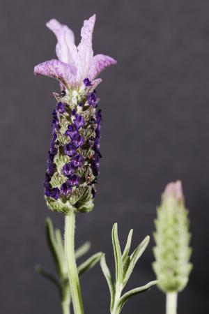 草, 花, 紫色, 芳香疗法, 宏观