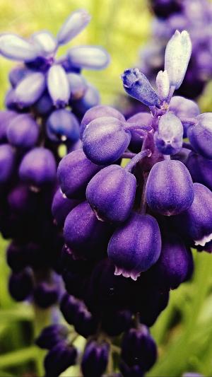 葡萄风信子, 紫色, 宏观, 花
