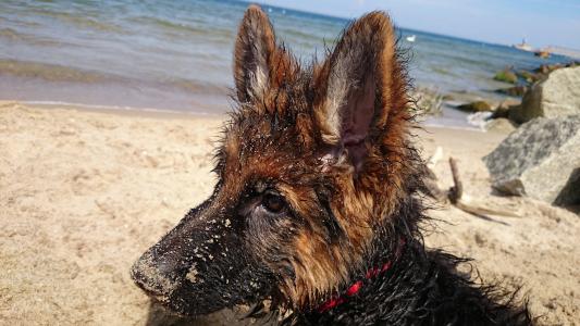 德语, 狗, 湿法, 海滩, 小狗