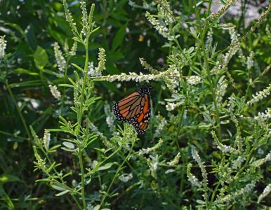 帝王蝶在甜三叶草, 蝴蝶, 昆虫, 动物, 动物群, 植物区系, 甜三叶草