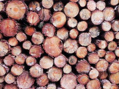 自然, 木材, 森林, 树干, 结构, 木材-材料, 木材工业