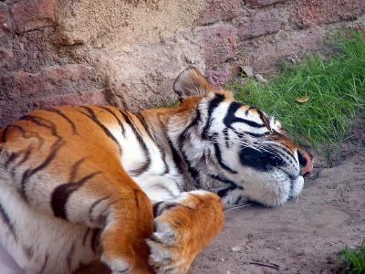 老虎, 大猫, 野生动物, 动物, 睡觉, 哺乳动物, 大