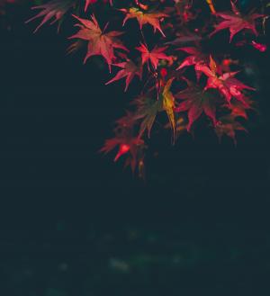 关闭, 摄影, 红色, 枫树, 叶, 夜间, 秋天