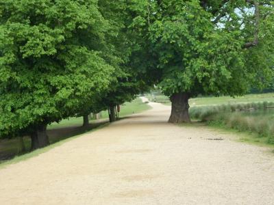 里士满公园, 公园, 自然, 户外, 里士满, 伦敦, 树木