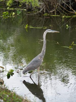 少年大蓝鹭, 鸟, 野生动物, 大沼泽地国家公园, 沼泽, 佛罗里达州, 捕鱼