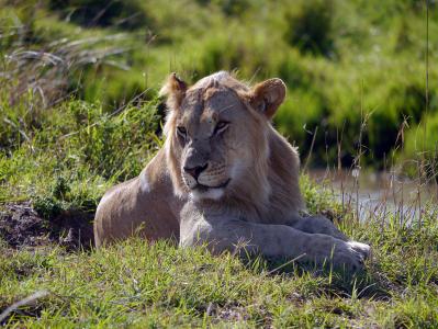 肯尼亚, 狮子, 狮子座, 玛拉, 狮子-猫科动物, 野生动物, 非洲