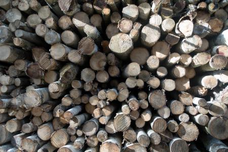 木材, 桦木, 木柴, holzstapel, 增长股票, 木材, 堆积