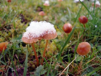 蘑菇, 雪, 草, 草甸