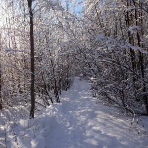冬天, 森林, 冬季森林, 雪, 雪冬自然, 冬季景观, 弗罗斯特