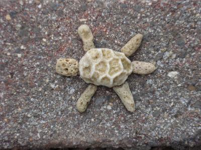 海龟, 珊瑚, 有趣