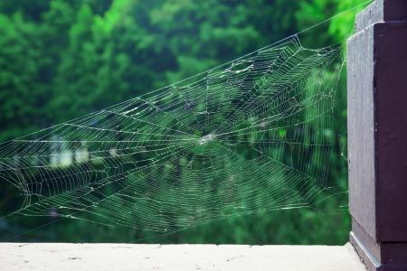 蜘蛛的网, 公园, 自然, 蜘蛛网