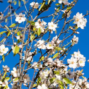 杏仁树, 春天, 杏仁开花, 粉色, frühlingsanfang, 春的觉醒, 自然