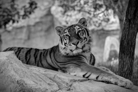 老虎, 动物, 猫科动物, 猫, 黑色和白色, 捕食者, 动物主题