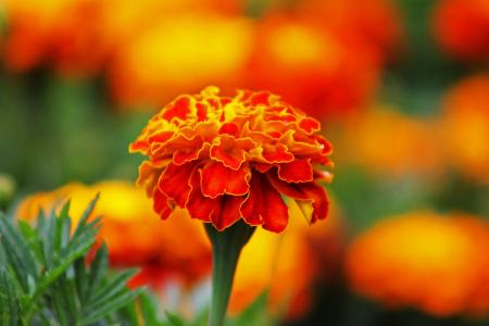 花, 橙色, 羽管键琴, 自然, 植物, 红色, 花瓣