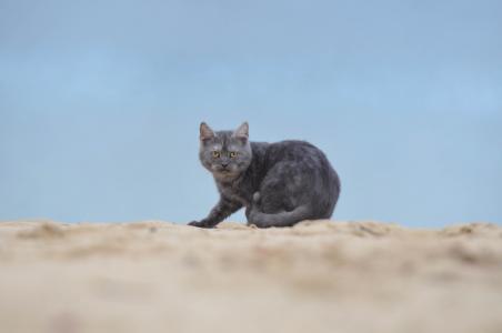 猫, 海滩, 年轻的猫