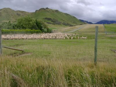 羊, 新西兰, 新增功能, 新西兰, 自然, 草, 景观