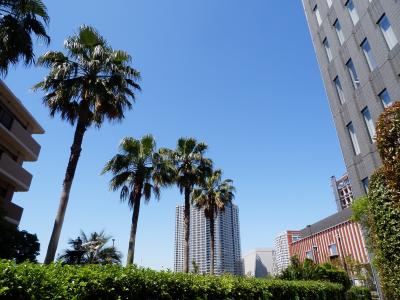 棕榈树, 东京, 夏季, 高层建筑