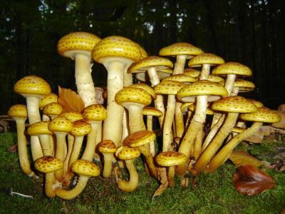 蘑菇, 巴伐利亚森林, 植物