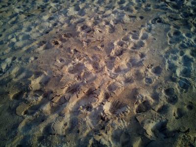 沙子, 海滩, 踏板, 脚印, 赤脚, 双脚, 纹理
