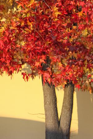 秋天, 树木, 颜色, 枫树, 自然, 叶子, 红色